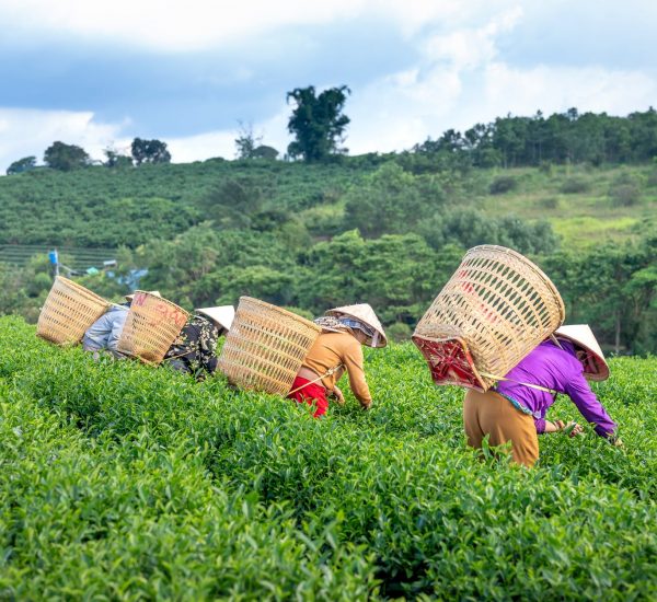 unrecognizable local workers harvesting tea leaves in field
